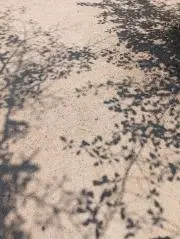 いちかの画像