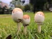 にこちんの画像