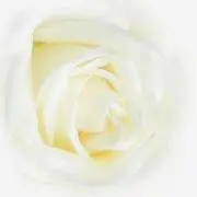 よってけしの画像