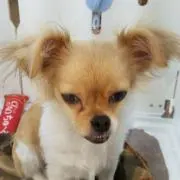 ひよこのノート