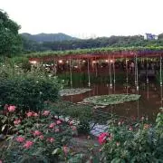 IKAの画像