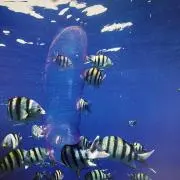 シラポンの画像