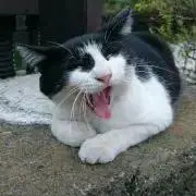 やまの画像
