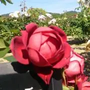 しのしのの画像