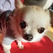 ふうちゃん