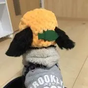 はなちんの画像