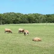 mirk21の画像