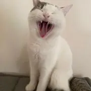 けんじ