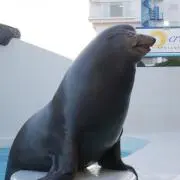 いさゆの画像