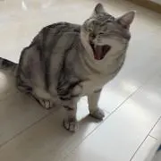 tukihimeニャン⭐︎即日発送の画像