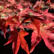 ★の画像