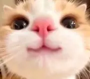 あま