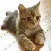 ♬ねこ♬の画像