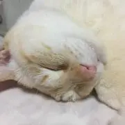 チロルチョコ　【プロフィール参照】の画像