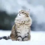 msk