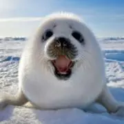 aguuの画像