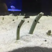 ぴーすの画像