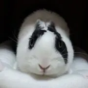 たぬきんまん