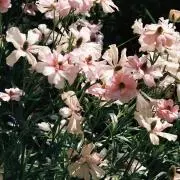 Pxxisaの画像