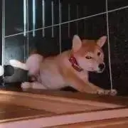 Komugiの画像