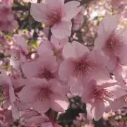 しんちゃん