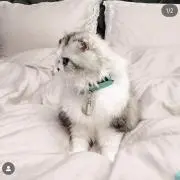 おたまの画像