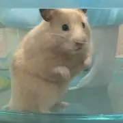 【即日発送】デンデンの画像