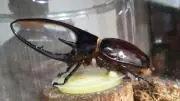 c Jの画像