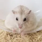 いしの画像