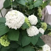 ぽちゃっこの画像