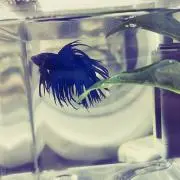 あちゃんの画像