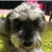 gの画像