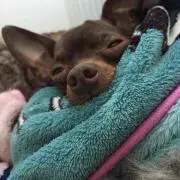 24時間眠りたい