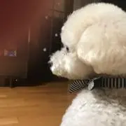もふママ。の画像
