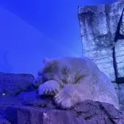 Remの画像
