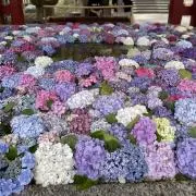necoの画像