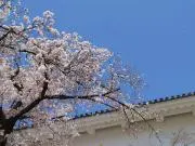 しししの画像