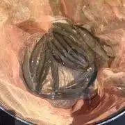 鮎の画像