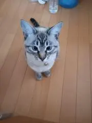 Shimaの画像