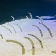＊ねここ＊【即購入＆無言取引歓迎】の画像