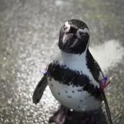 ペンギンさんの画像