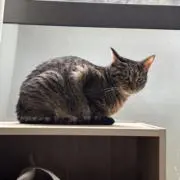 甘の画像