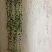 minminの画像