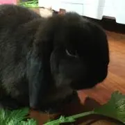 ごまちゃん♡