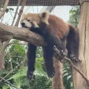 アルパカの画像