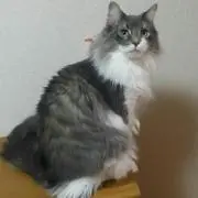 Yuko