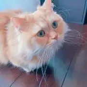 ココミの画像