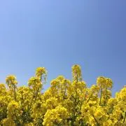 りんご