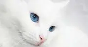 白猫の画像