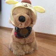 T-1909の画像